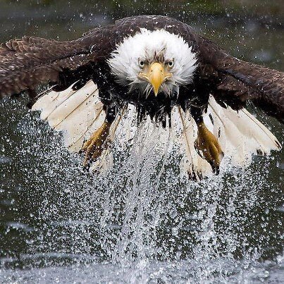 EagleUpFromTheWater
