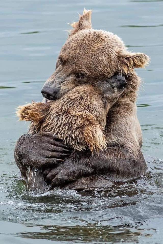 BearHugs