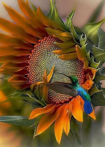 Hummingbird Sunflower