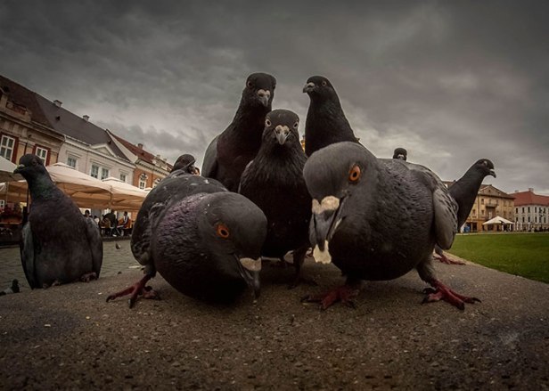 Hip Hop Pigeons