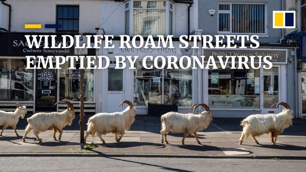 Joseph White Eagle Wildlife Roaming Free