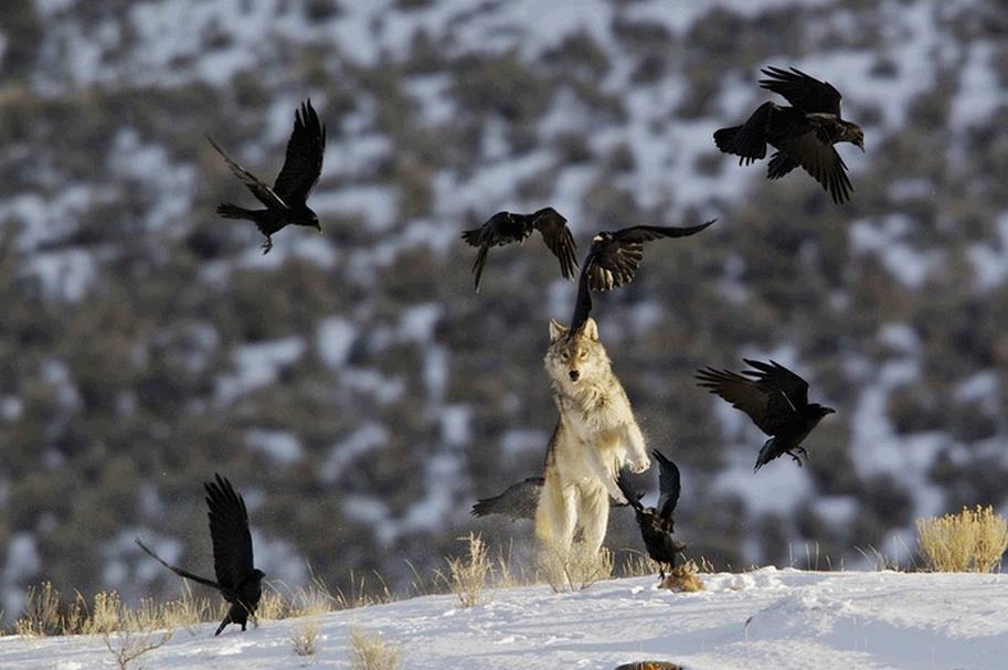 Wolf N Crows Dancing