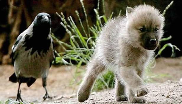 Crow and Wolf Puppy