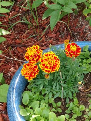 Jean Paul Baptiste Marigolds