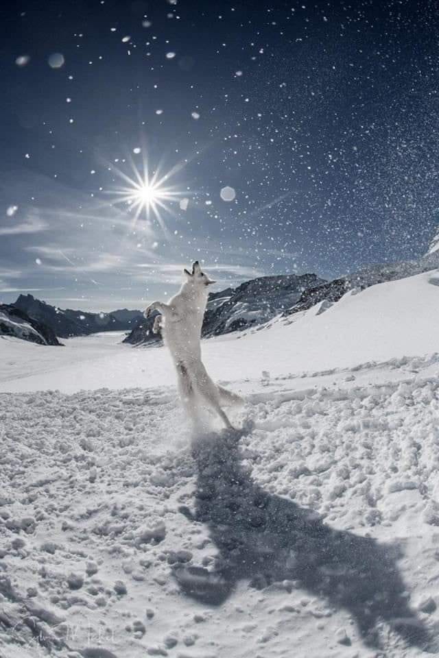 Snow Wolf Dance