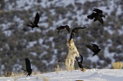 Wolf N Crows Dancing