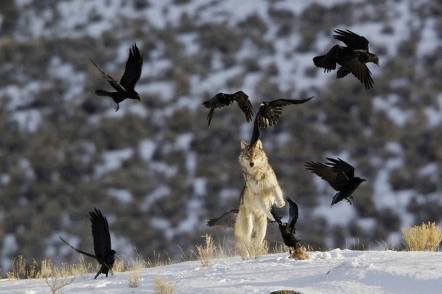 Wolf N Crows Dancing
