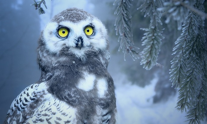 Owl-Meaning-in-the-Bible