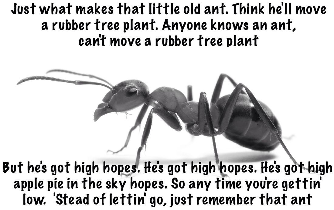 Ant