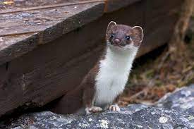 Weasel