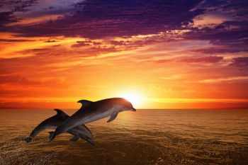 Dolphin-Spirit-Animal-2