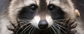 Raccoon 2