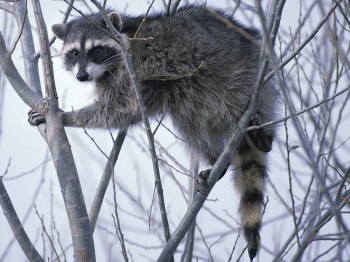 raccoon-spirit-animal