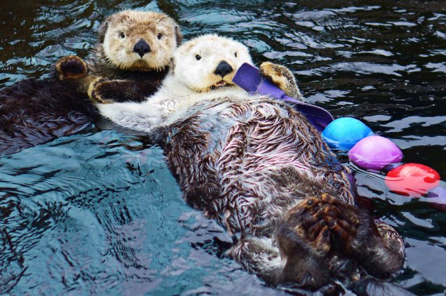 sea_otters_holding_hands_by_koolguy-d479lwr