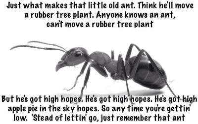 Ant