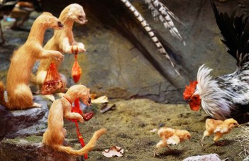 Weasel and Rooster 2018